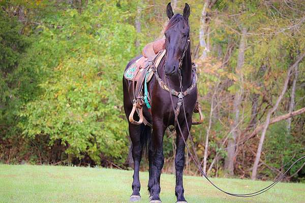 all-around-friesian-horse