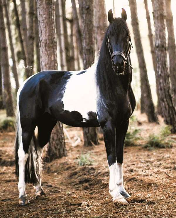 athletic-barock-pinto-horse