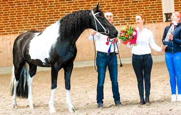 draft-barock-pinto-horse