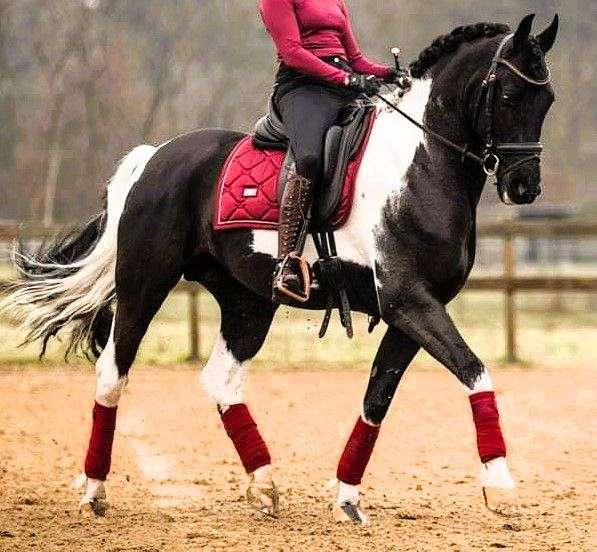 dressage-barock-pinto-horse