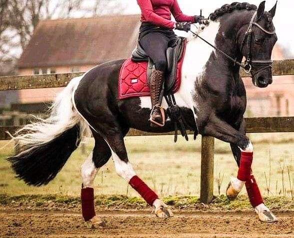 english-pleasure-barock-pinto-horse