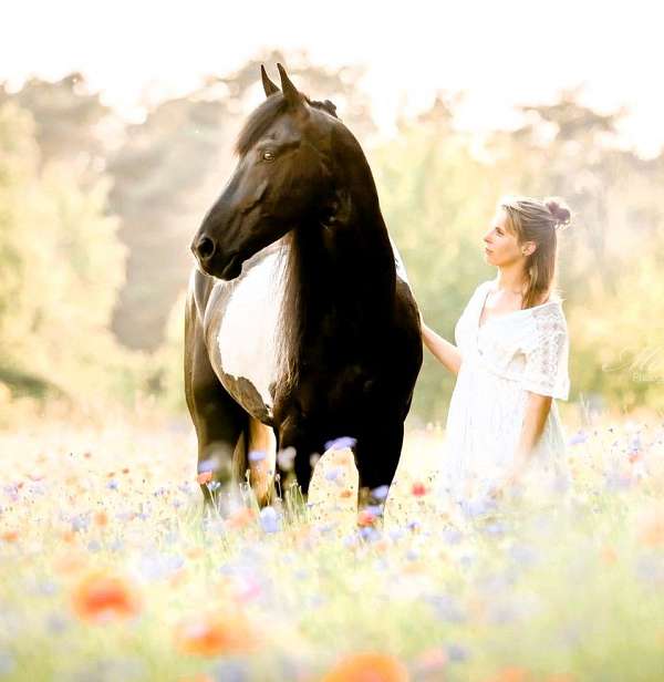 equitation-barock-pinto-horse