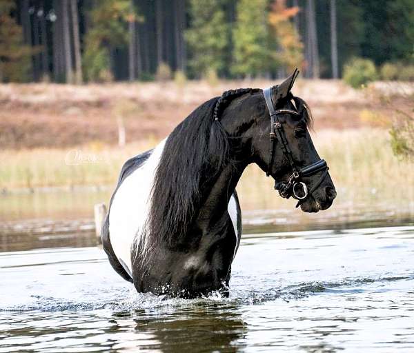 flashy-barock-pinto-horse