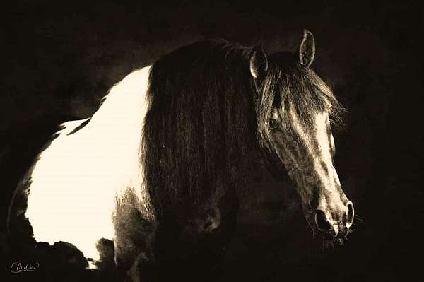 halter-barock-pinto-horse