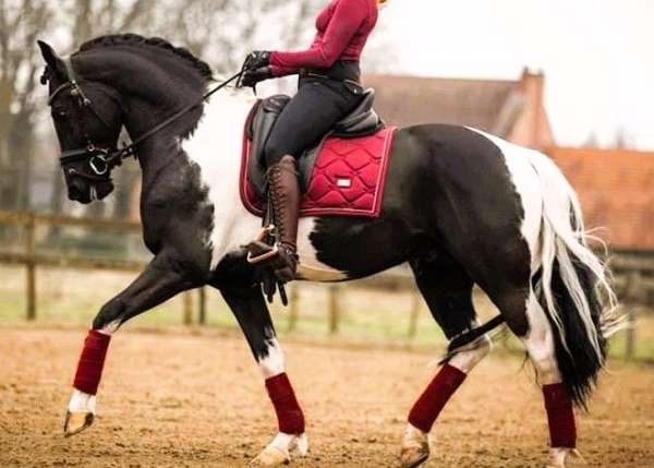 harness-barock-pinto-horse