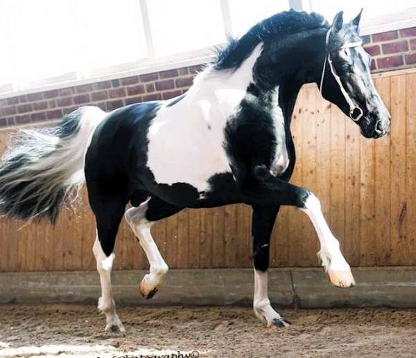 homozygous-barock-pinto-horse