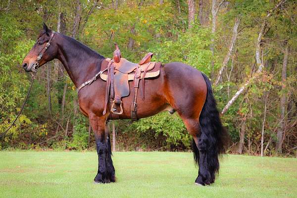 all-around-friesian-horse