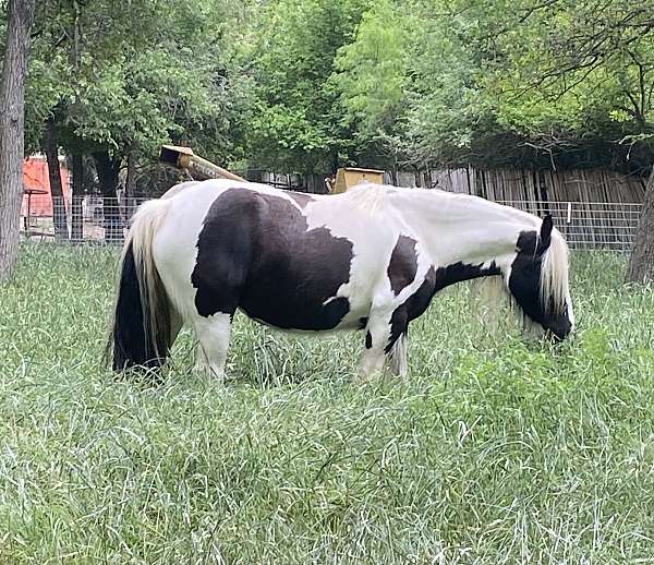 gypsy-vanner-mare