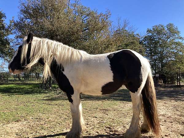 great-mom-gypsy-vanner-horse