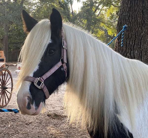 trims-gypsy-vanner-horse