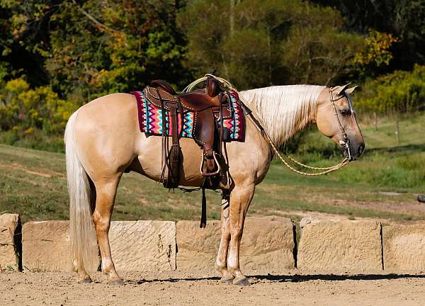 athletic-quarter-horse