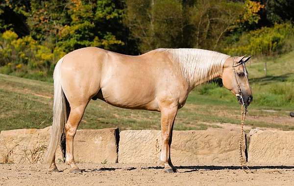 jumping-quarter-horse