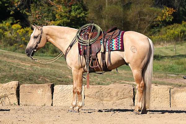 ranch-quarter-horse