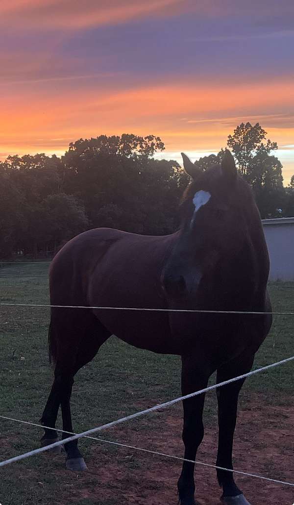 quarter-horse-gelding