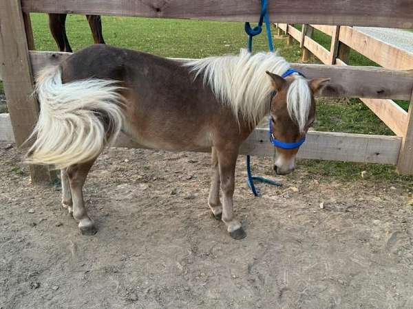 bareback-miniature-horse