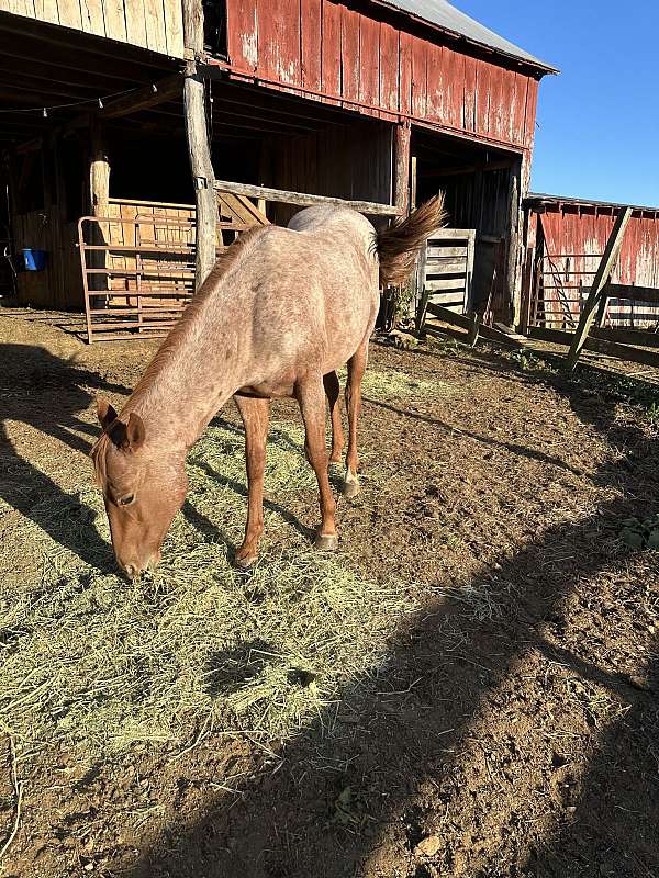 all-around-quarter-horse