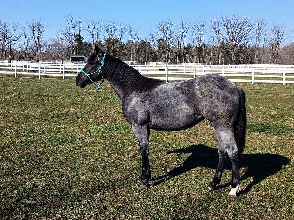 quarter-horse-filly