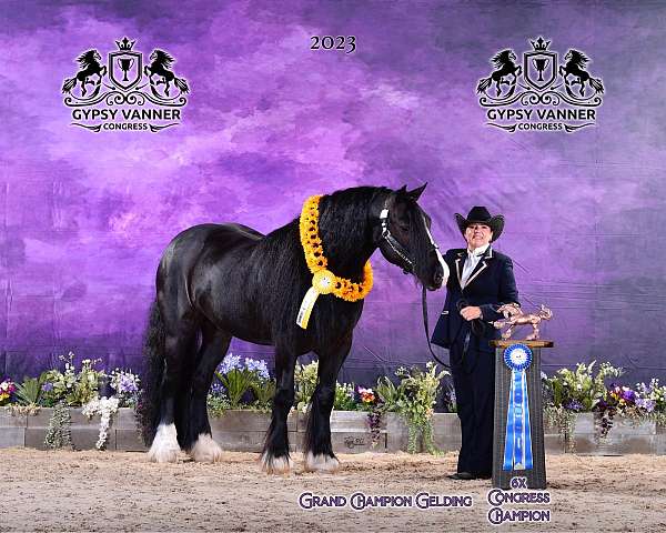 congress-champion-gypsy-vanner-horse