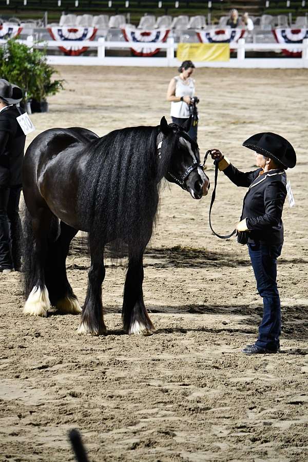 national-gypsy-vanner-horse