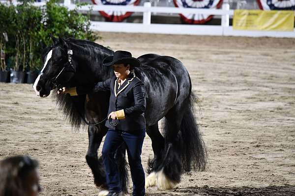 national-champion-gypsy-vanner-horse