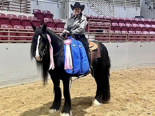 all-gypsy-vanner-horse