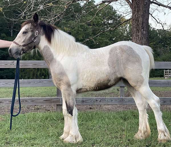 tobiano-gypsy-vanner-filly