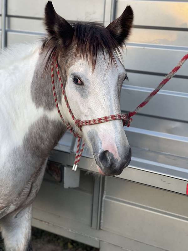 tobiano-gvhs-horse