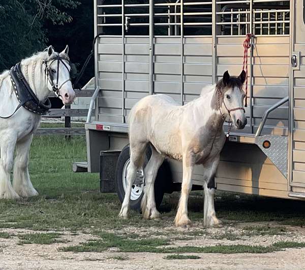 tobiano-filly-for-sale