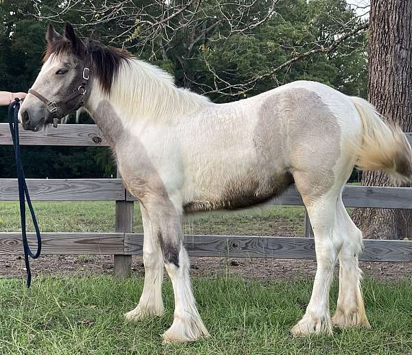 14-hand-gypsy-vanner-filly