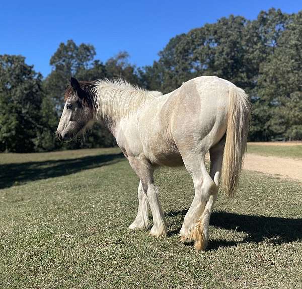 tobiano-gypsy-vanner-for-sale