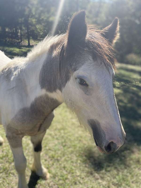 14-hand-gypsy-vanner-horse