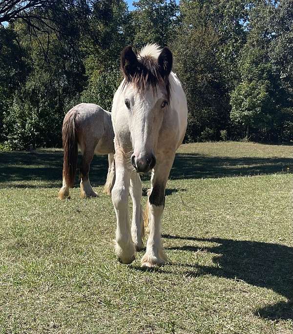 14-hand-tobiano-horse