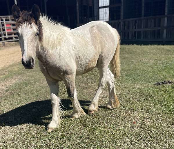 gvhs-gypsy-vanner-filly