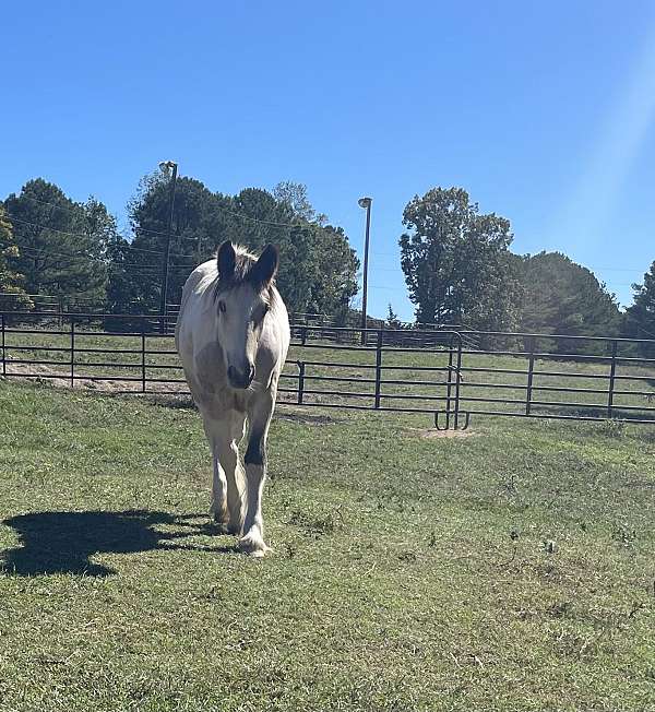 gvhs-gypsy-vanner-horse