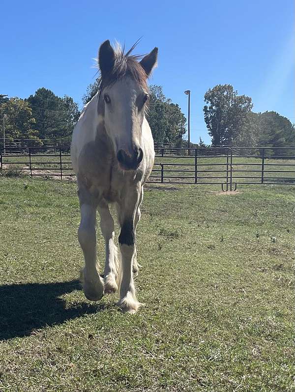 tobiano-gypsy-vanner-horse