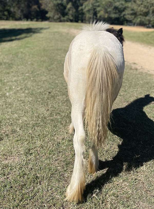 tobiano-gypsy-vanner