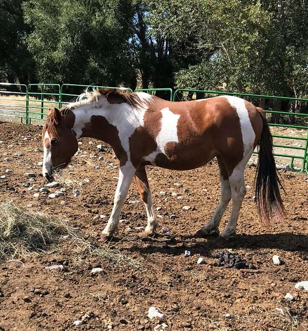 project-gypsy-vanner-paint-horse