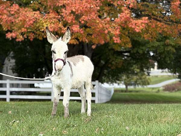 halter-trained-spotted-donkey