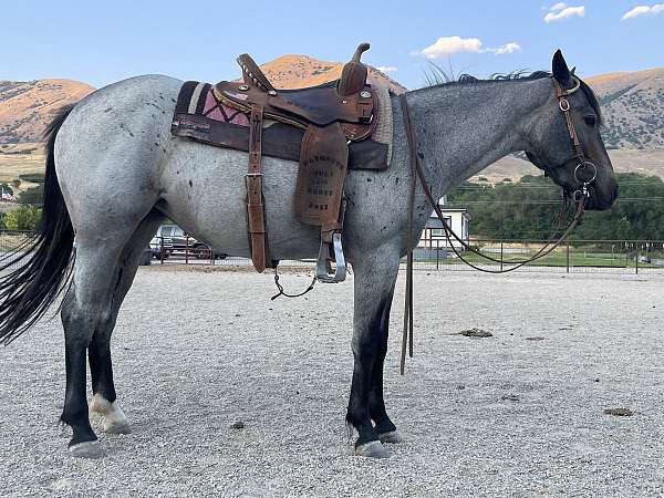 quarter-horse-mare