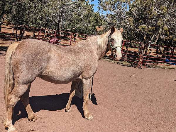 light-blaze-on-face-legs-blonde-mane-tail-horse