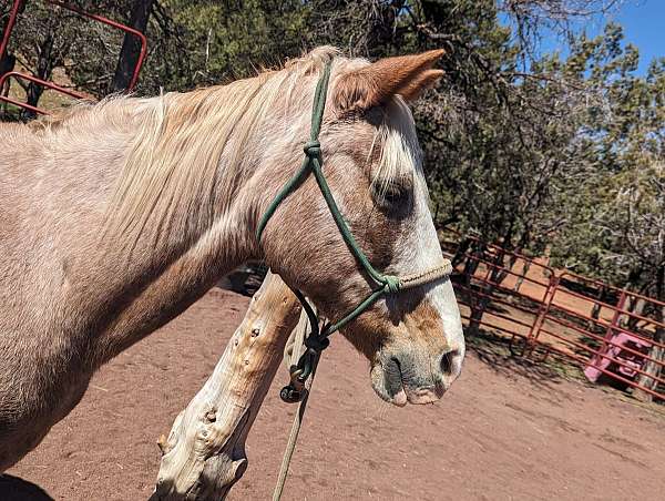 light-blaze-on-face-legs-blonde-mane-tail