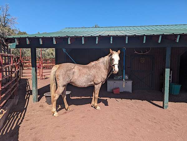 affordable-tennessee-walking-horse