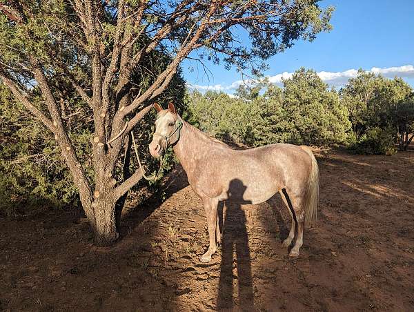 bathes-tennessee-walking-horse