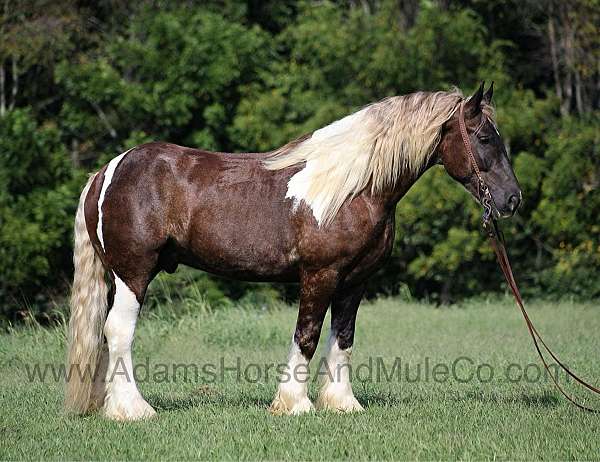 tobiano-horse