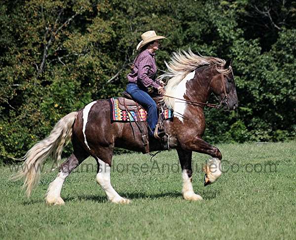 chocolate-star-horse