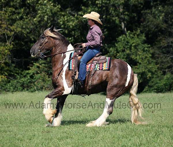 chocolate-tobiano-horse