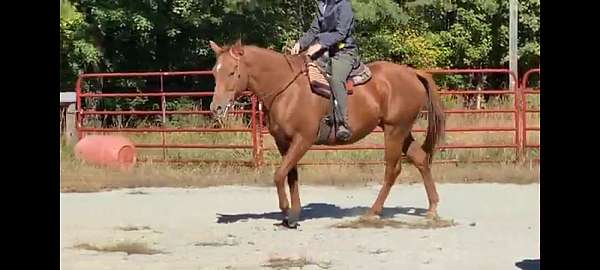 amateur-hunter-gelding