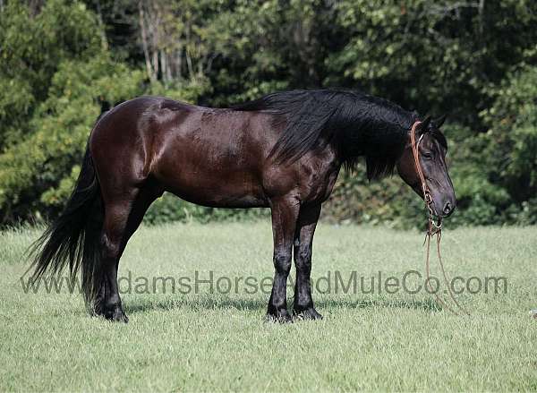 ranch-work-quarter-horse