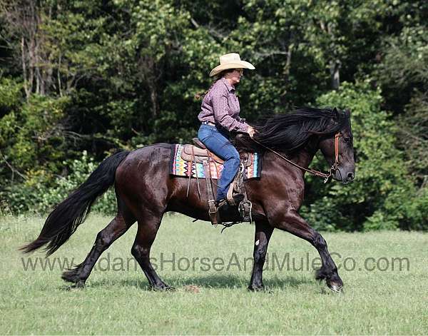 beginner-safe-quarter-horse