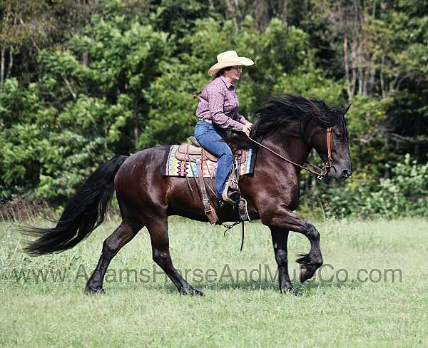 family-horse-quarter